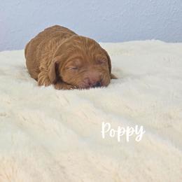 POPPY - Red  female Goldendoodle puppy in Sugar Land, Texas from Sugar Doodles