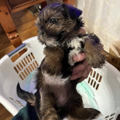 Shorkie Puppies from Wilson Kennel