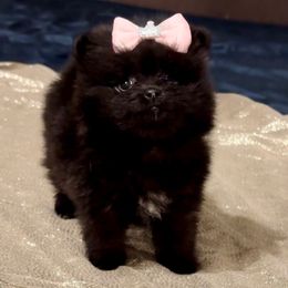 Button - Black female Pomeranian puppy in Green Cove Springs, Florida from Natasha's Ark of Joy