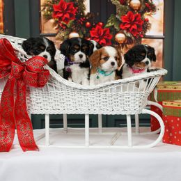 Cavalier King Charles Spaniel Puppies from Royalheart Cavalier King Charles