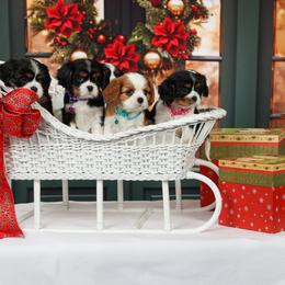 Cavalier King Charles Spaniel Puppies from Royalheart Cavalier King Charles
