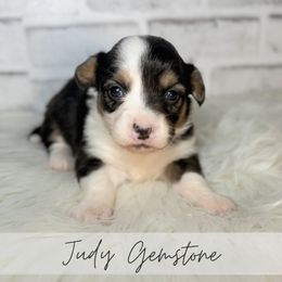 Judy Gemstone - Black and tan female American Corgi puppy in Greenwood, Indiana from Witch Creek Corgis