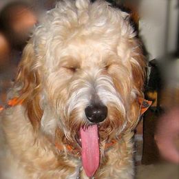 Goldendoodles from Jeannie Stream's Goldendoodles