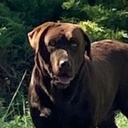 Arbie - Labrador Retriever
