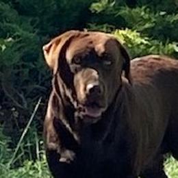 Arbie - Labrador Retriever