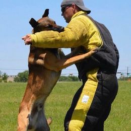 Copper - Belgian Malinois
