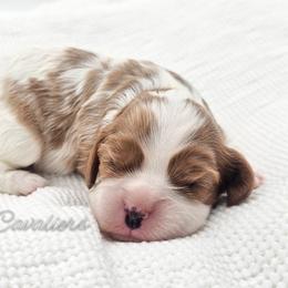 Willow - Blenheim female Cavalier King Charles Spaniel puppy in Tyler, Texas from Kalon Cavaliers