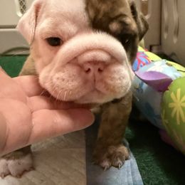 Gummi - Red brindle and white female Bulldog puppy in Texas from Momma Bear’s bulldogs