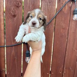 Mister Fantastic - Piebald male Dachshund puppy in Ceres, California from Rockin' M’s LilBitty Dachshunds (LBD)