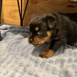 Red - Black and rust female Rottweiler puppy in Oakland, Tennessee from House of Blu