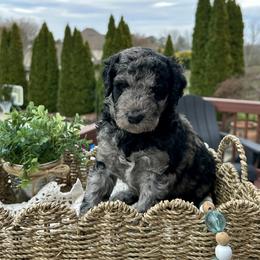 Ellie - Blue merle female Bernedoodle puppy in Bells, North Carolina from Neighborhood Poodles & Doodles
