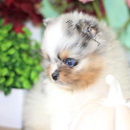 AKC Dash- one blue eye - Blue merle male Pomeranian puppy in Sacramento, California from My Precious Poms