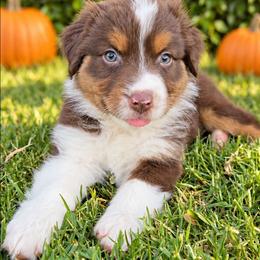 Psyduck - Red tri-color male Australian Shepherd puppy in Riverside, California from Aus Cal (Aussies of soCal)
