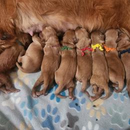 Blue Boy - Dark golden male Golden Retriever puppy in Idaho Falls, Idaho from Once Upon A Dream Kennels
