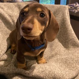 Lainey - Chocolate and cream female Dachshund puppy in Frazee, Minnesota from Long Little Dog Ranch