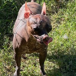 Chihuahua puppies from Texas Nightblooming Hairless Chihuahuas