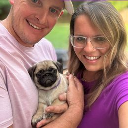 Pug Puppies from Cameo's Pugs