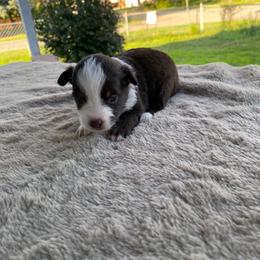 Autum - Red & white female Miniature Australian Shepherd puppy in Oroville, Washington from High Mountain Aussies