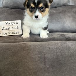 Reno - Black and tan male Pembroke Welsh Corgi puppy in Stuart, Iowa from Johnson Family Corgis and more