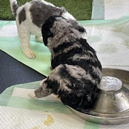Bernedoodle, Cockapoo, and Goldendoodle Puppies from Avery Doodle Day LLC