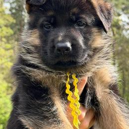 Yellow female - Black and red female German Shepherd puppy in Louisville, Kentucky from Haus of Beautiful Chaos German Shepherds