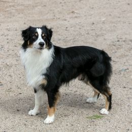 Hooey - Australian Shepherd