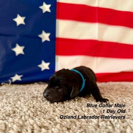 Labrador Retriever Puppies from OzLand Labrador Retrievers