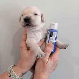 Boy 4 - Cobalt Blue - Light golden male Golden Retriever puppy in Mc Minnville, Tennessee from Wishaw Whisky Golden Retrievers