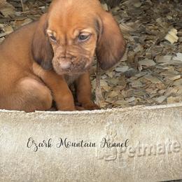 Purple girl - Red female Bloodhound puppy in Conway, Missouri from Ozark Mountain Kennel