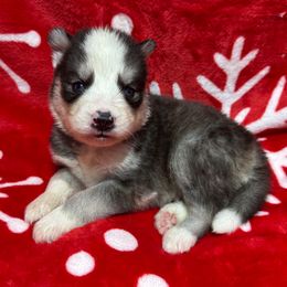 AKC Buddy - Black and white male Siberian Husky puppy in Centreville, Maryland from Huskies By the Bay