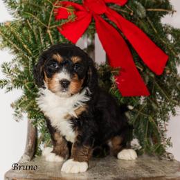Bruno - Tri-color male Bernedoodle puppy in Factoryville, Pennsylvania from North Mountain Doodles