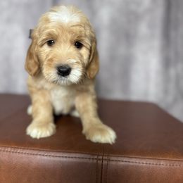 Black collar male - Apricot male Goldendoodle puppy in Piedmont, South Carolina from The Farm at Saluda Ridge