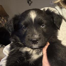 Australian Shepherd, Miniature American Shepherd, Miniature Australian Shepherd, and Toy Australian Shepherd Puppies from HP Aussie Kennels