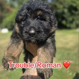 Trouble - Roman - Black and red male German Shepherd puppy in Coplay, Pennsylvania from WSK9 By My Side