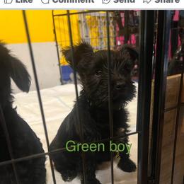 Miniature Schnauzer Puppies from Chantel's Miniature Schnauzers