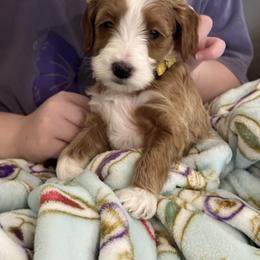 Flurry - female Goldendoodle puppy in Florence, South Carolina from Candy Doodles