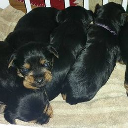 Yorkshire Terriers from Current River Kennels