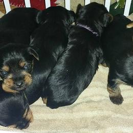 Yorkshire Terriers from Current River Kennels