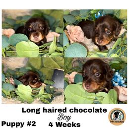 Boy 2 - Chocolate and tan male Dachshund puppy in Broken Arrow, Oklahoma from Native Dachshunds