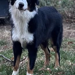 Ollie - Australian Shepherd