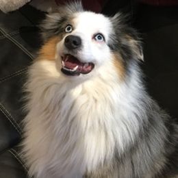 Miniature Australian Shepherds from Fuller Aussies