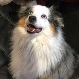 Miniature Australian Shepherds from Fuller Aussies
