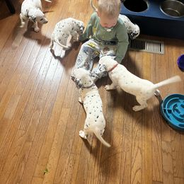 Dalmatian Puppies from Dalmatian Creation
