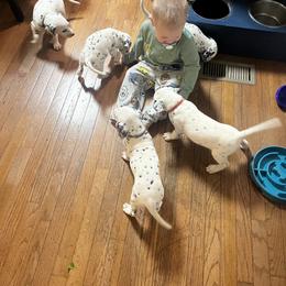 Dalmatian Puppies from Dalmatian Creation