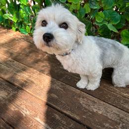 Brigit - Coton de Tulear