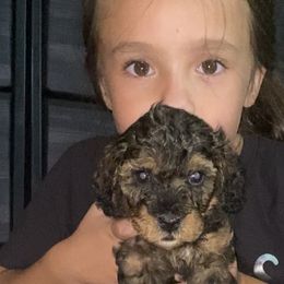 Bernedoodles and Cockapoos from The Pooch Palace LLC