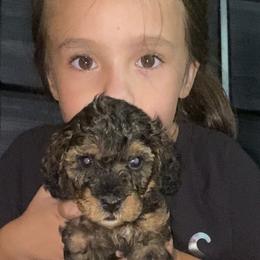 Bernedoodles and Cockapoos from The Pooch Palace LLC