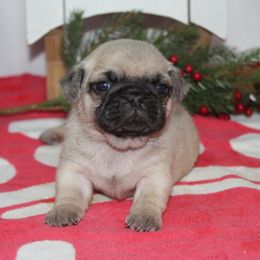 River - Fawn female Pug puppy in Tuscola, Illinois from Dream on puppies