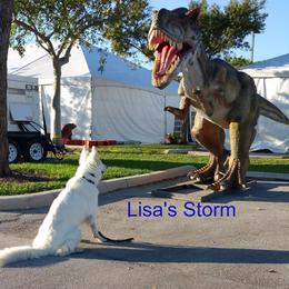 Berger Blanc Suisse and German Shepherd Puppies from Vom Hundhaus German Shepherds