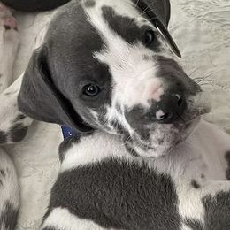 Great Danes from A20 Danes